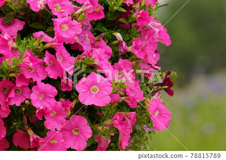 Poppy, sunflower, hydrangea. Gapyeong-gun. Jaraseom 78815789