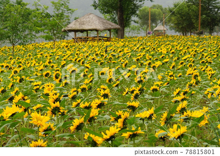 Poppy, sunflower, hydrangea. Gapyeong-gun. Jaraseom 78815801