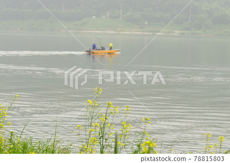 罌粟、向日葵、繡球花、加平郡、龜島 78815803