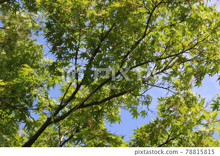 Kayabuki no Sato Miyama Satsuki [Kyoto Prefecture] 78815815