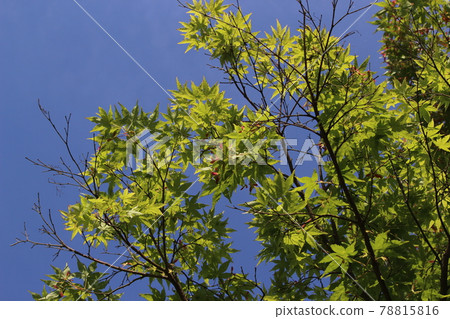 Kayabuki no Sato Miyama Satsuki [Kyoto Prefecture] 78815816