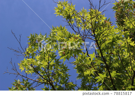 Kayabuki no Sato Miyama Satsuki [Kyoto Prefecture] 78815817