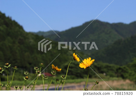 Miyama Kayabuki no Sato 新鮮的綠色和古老的民居【京都府】 78815920