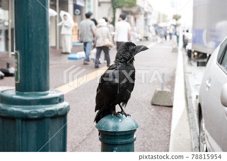 Black crow in town Black crow in town 78815954