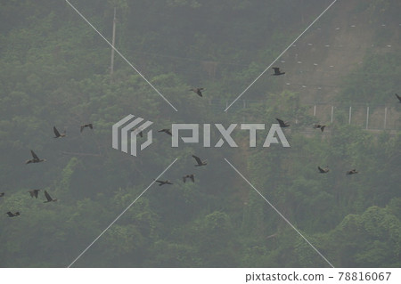 向日葵、罌粟、黃色、紅色、jaraseom 78816067