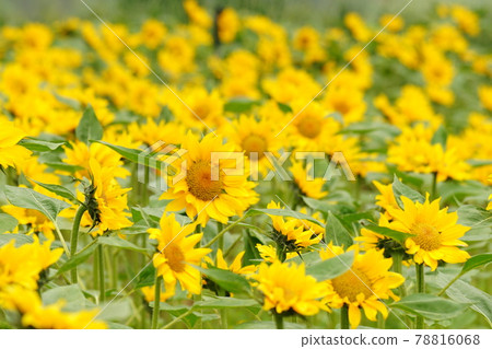 Sunflower. Poppy. Yellow. Red. Jaraseom 78816068