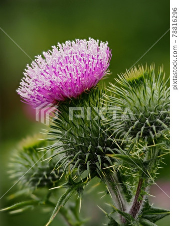 American onion American onion 78816296