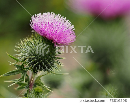 American onion 78816298