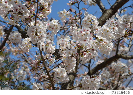 Kenchoji寺 Kenchoji寺 78816406