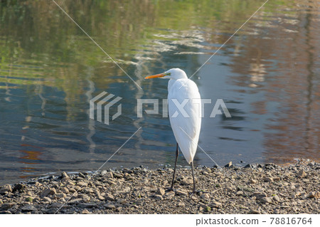 Great egret on the riverside Great egret on the riverside 78816764