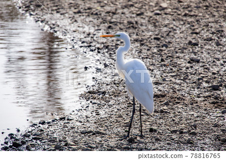 Great egret aiming for prey Great egret aiming for prey 78816765