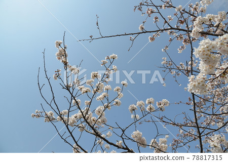 小田原城 78817315