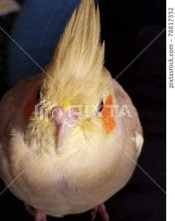 Intimidating cockatiel Intimidating cockatiel 78817352