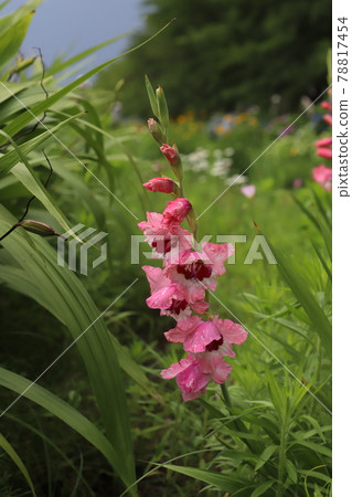 初夏公園盛開的唐菖蒲粉紅色花朵 78817454