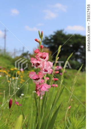 初夏公園盛開的唐菖蒲粉紅色花朵 78817456