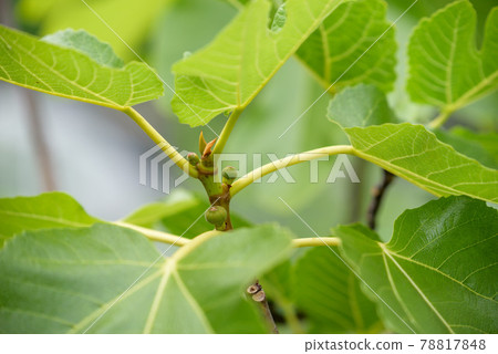 The young fruit of FIG. The young fruit of FIG. 78817848