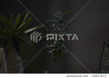Bizarre plants to enjoy at home Bizarre plants to enjoy at home 78817872