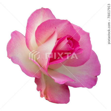 玫瑰花(粉白色,透明背景) 玫瑰花(粉白色,透明背景) 78817913