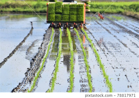 佐賀平原初夏風光 78817971