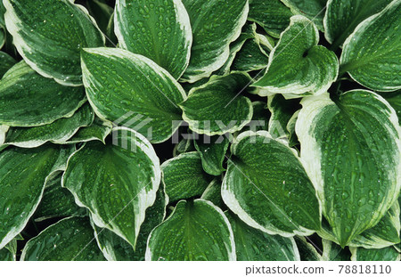 Green leaves with white border of hosta with raindrops Green leaves with white border of hosta with raindrops 78818110