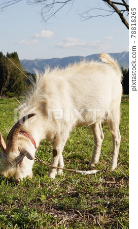 Photo of a white goat eating grass 78818265