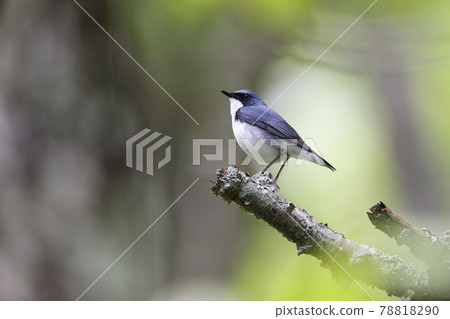 科魯裡男 科魯裡男 78818290