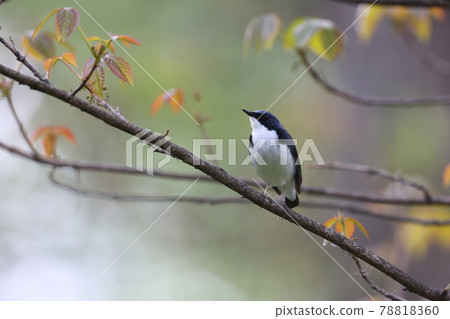 Koruri male Koruri male 78818360