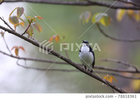 科魯裡男 78818361