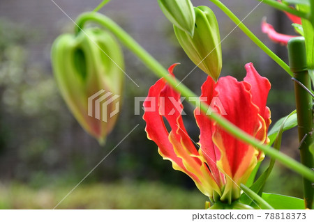 Gloriosa flower 78818373