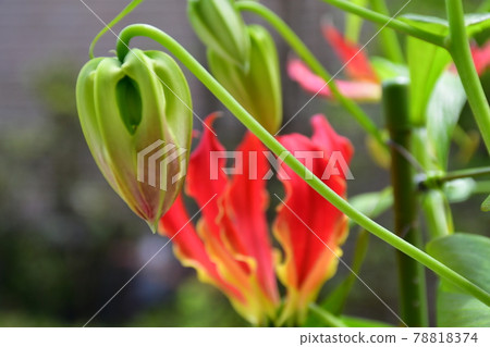 Gloriosa flower 78818374