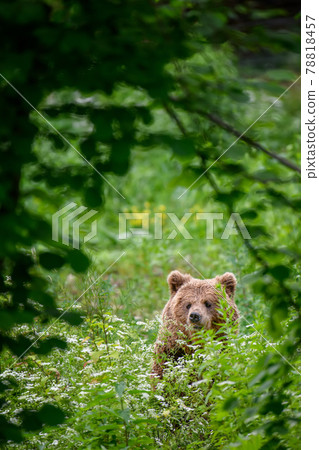 Wild Brown Bear in the summer forest. Animal in natural habitat. Wildlife scene Wild Brown Bear in the summer forest. Animal in natural habitat. Wildlife scene 78818457