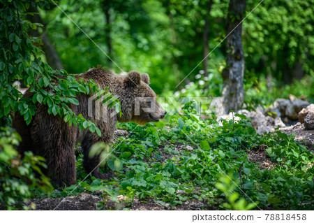 Wild Brown Bear in the summer forest. Animal in natural habitat. Wildlife scene Wild Brown Bear in the summer forest. Animal in natural habitat. Wildlife scene 78818458