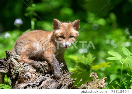 Red fox, vulpes vulpes, small young cub in forest. Cute little wild predators in natural environment Red fox, vulpes vulpes, small young cub in forest. Cute little wild predators in natural environment 78818494