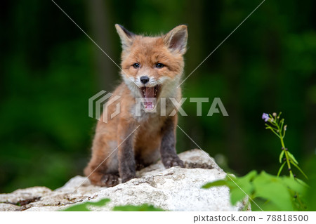 Red fox, vulpes vulpes, small young cub in forest. Cute little wild predators in natural environment 78818500