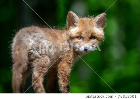 Red fox, vulpes vulpes, small young cub in forest. Cute little wild predators in natural environment Red fox, vulpes vulpes, small young cub in forest. Cute little wild predators in natural environment 78818501
