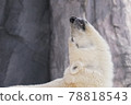 Upward polar bear 78818543