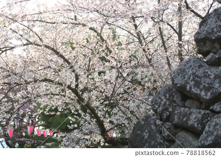 小諸城遺址上的櫻花 小諸城遺址上的櫻花 78818562