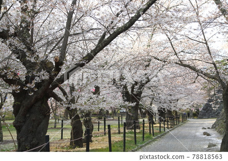 小諸城遺址上的櫻花 78818563