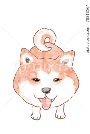 秋田犬白色背景 秋田犬白色背景 78818564
