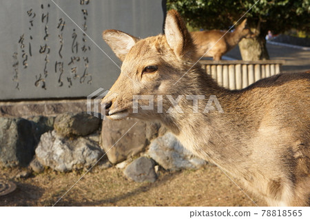鹿日落奈良公園 鹿日落奈良公園 78818565