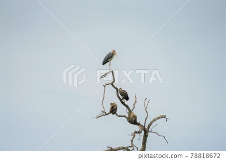 非洲發現茄子和禿鷹 非洲發現茄子和禿鷹 78818672