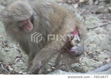 The moment of childbirth of Japanese macaques 78818677
