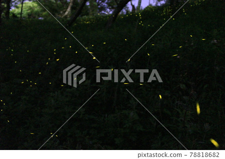 fire Fly fire Fly 78818682