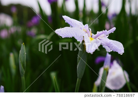 Flower show Kagurame Lake flower iris garden 78818697