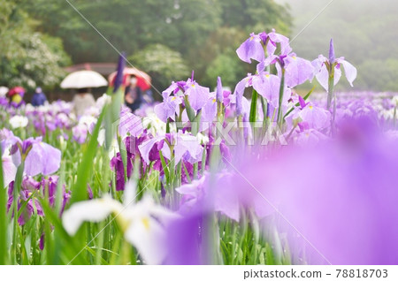 Flower show Kagurame Lake flower iris garden 78818703