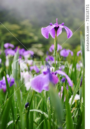 Flower show Kagurame Lake flower iris garden Flower show Kagurame Lake flower iris garden 78818731