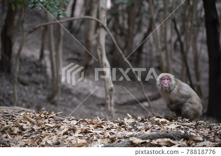 Japanese macaques Japanese macaques 78818776