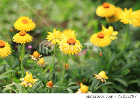 Yellow and orange strawflowers 78818797