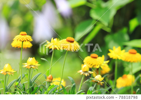 Yellow and orange strawflowers Yellow and orange strawflowers 78818798