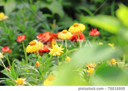 Yellow and orange strawflowers 78818800